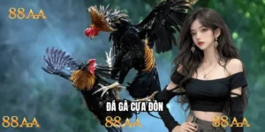 đá gà cựa đòn