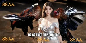 đá gà trực tiếp cựa dao