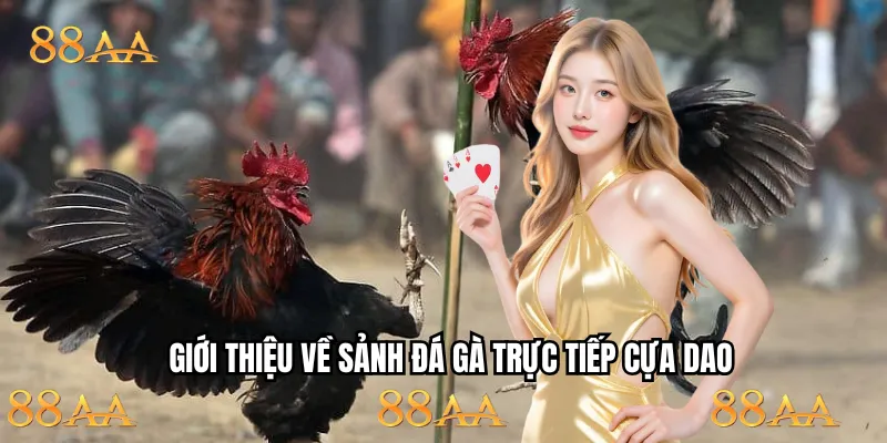 Những nét chính về hình thức đá gà trực tiếp cựa dao